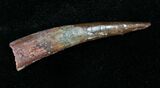 Well Preserved Pterosaur Tooth - Kem Kem Beds #18910-1